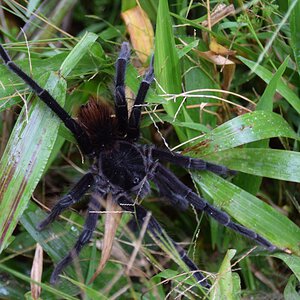 Spider from Ecuador (Nature)