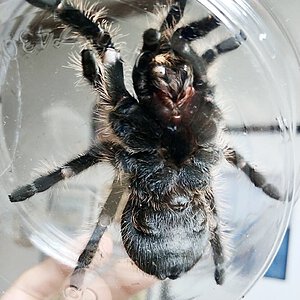 Honduran? Tliltocatl albopilosum male or female?