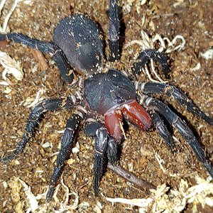 Freshly molted Xamiatus rubifrons