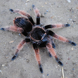 Brachypelma klaasi