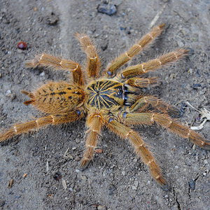 Pterinochilus murinus “Mombasa Golden Starburst” - Female