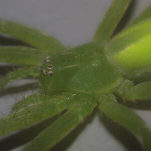 Micrommata virescens (Green Huntsman spider) 1
