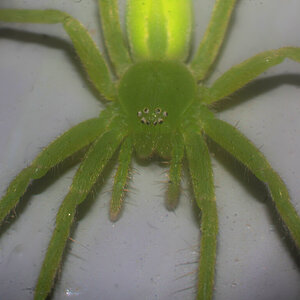 Micrommata virescens (Green Huntsman spider) 2