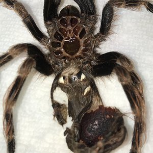 3.5” N. coloratovillosus