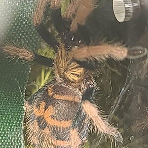 chromatopelma cyaneopubescens sling.jpg