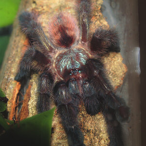 Caribena Versicolor 2.5inch female - 2