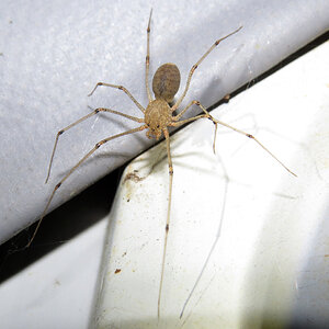 Spitting Spider (♂ Scytodes atlacoya)