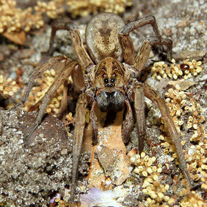 Wolf Spider (Hogna lenta)