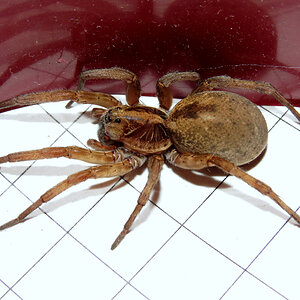 Gravid Wolf Spider (♀ Hogna lenta) [1/2]