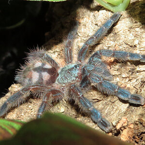 Caribena versicolor (2")