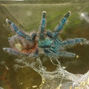 C. versicolor.jpg