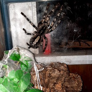 Poecilotheria striata