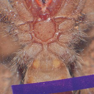 H gigas ventral sexing