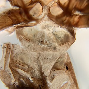 1.5” Aphonopelma chalcodes female