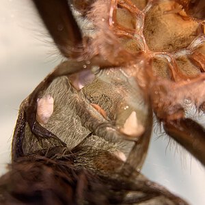 Brachypema hamorii female 2.5" dls