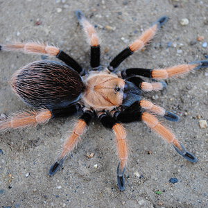 Aphonoplema bicoloratum