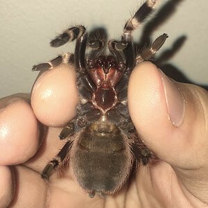 Nhandu chromatus - around 3” leg span