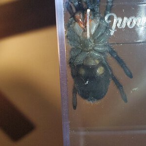 Grammostola pulchra