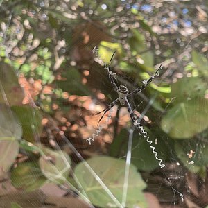 Absolute stunner of an Argiope Florida I found on a trip last month.