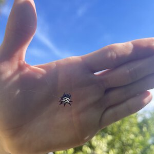 Gasteracantha cancriformis I found on the same day.