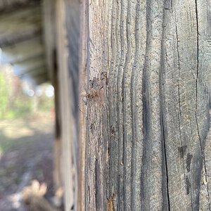 Scytodes Thoracica I found.