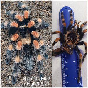 B smithi