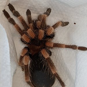 2.5" mystery tarantula