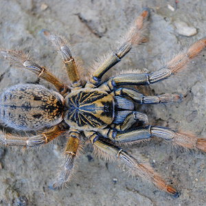 Augacephalus breyeri - Female