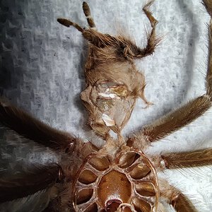 L. parahybana sexing molt.