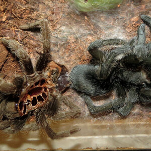 Freshly Molted Flash (♀ Grammostola pulchra 4") [1/2]