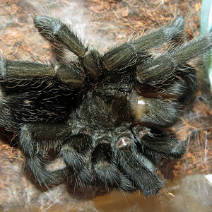 Freshly Molted Flash (♀ Grammostola pulchra 4") [2/2]