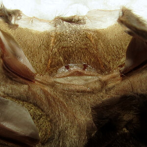 3.75" Female Grammostola pulchra [molt sexing]