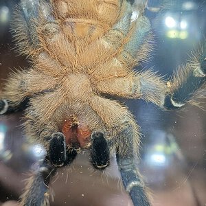 Aphonopelma seemanni