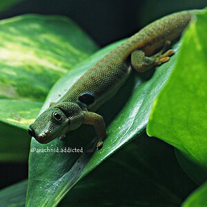 Phelsuma quadriocellata.