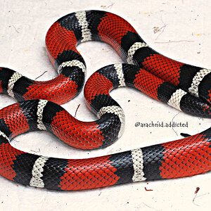 Lampropeltis campbelli.