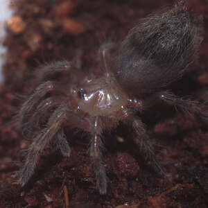 A. Geniculata 2nd (?) instar