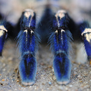 Poecilotheria metallica “Pedipalps View”