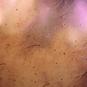 T. Albopilosus - Bald Spot (ZOOM)