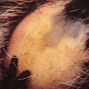 T. Albopilosus - Bald Spot (WIDE)
