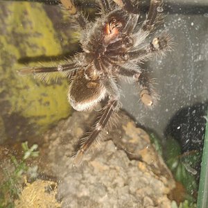 T. Vagans