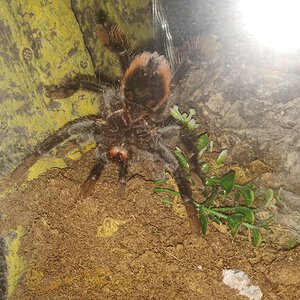 T. Vagans