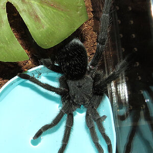 Thirsty Flash (♀ Grammostola pulchra 4")