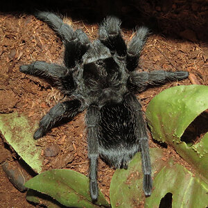 Freshly Molted Flash (♀ Grammostola pulchra 4") [1/2]