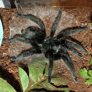 Freshly Molted Flash (♀ Grammostola pulchra 4") [2/2]