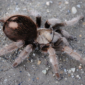 Aphonopelma eutylenum "Pre Molt" - Female