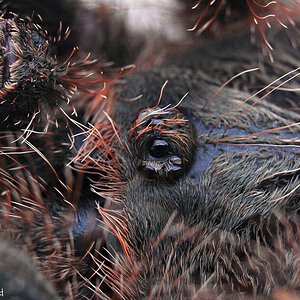 Avicularia sp.