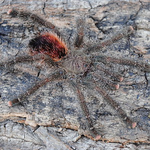 Avicularia juruensis "morphotype # 2"_huriana - Female