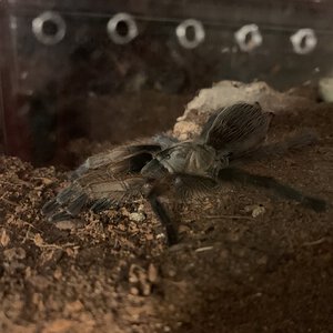 Aphonopelma gabeli, flattened