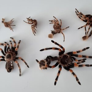 Brachypelma smithi molts (Nov 2019 - May 2021)