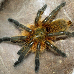 Freshly Molted Harpactira pulchripes (♀ 2.5")